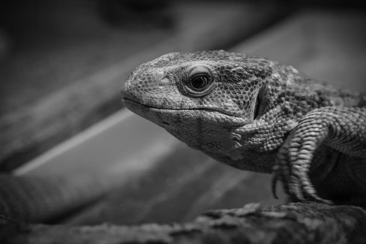 Hvornår udløser VAR straffespark i Superligaen 2024?